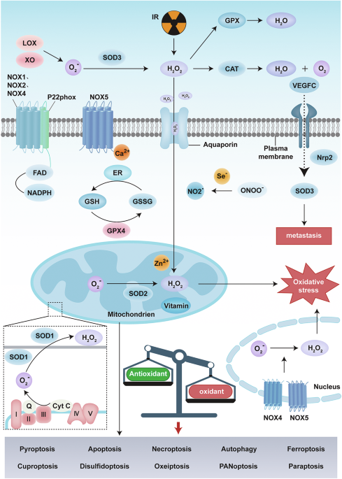 is glutathione safe for breast cancer patients Targeting the redox-programmed cell death axis in breast cancer: from  molecular mechanisms to therapeutic resistance