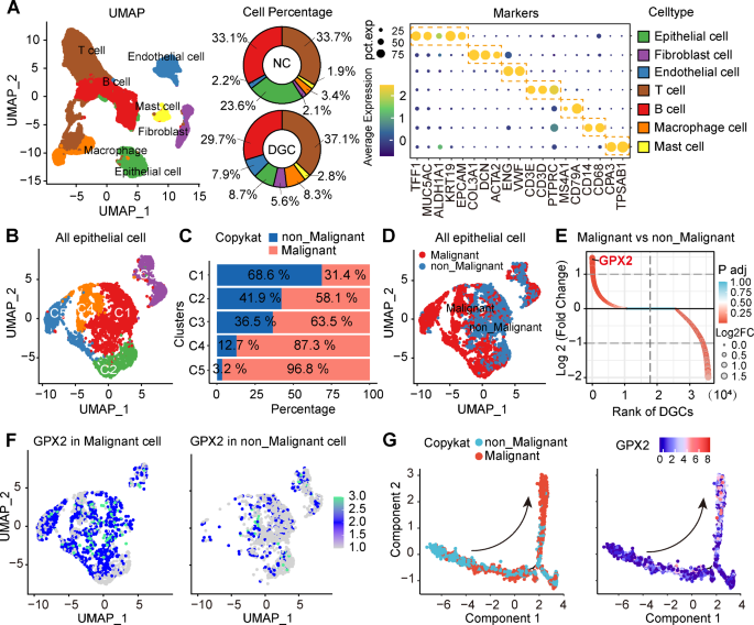 Targeting GPX2 to disrupt lipid homeostasis and enhance cisplatin ...