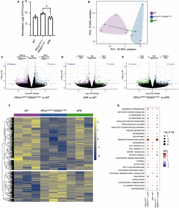 Acinar-specific loss of activating transcription factor 3 restricts ...