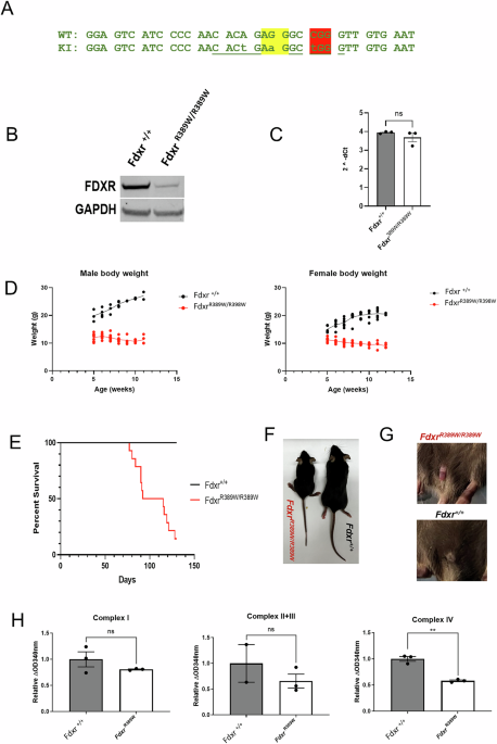 Ferroptosis is a novel pathogenic mechanism of FDXR-related disease via disruption of the NRF2 pathway