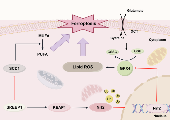 5d glutathione injection SREBP1 knockdown triggers ferroptosis by suppressing the Nrf2-XCT/GPX4 axis in ovarian cancer 𝗣𝗲𝗽𝘁𝗶𝗱𝗲 𝗧𝗵𝗲𝗿𝗮𝗽𝘆 𝗦𝗲𝗿𝗶𝗲𝘀 ✨ مكمل العناية بالبشرة Color:Rainbow
