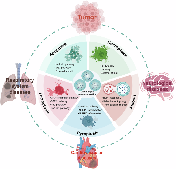 glycine and glutathione dr hyman Liquid–liquid phase separation-driven regulated cell death: from molecular mechanisms to therapeutic strategies Ghk Cu Hair Growth regactiv Flavor:Chicken