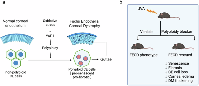 Ultraviolet-A light-induced chronic hyperploidization causes fibrosis in post-mitotic cells affected by Fuchs endothelial corneal dystrophy - Cell Death Discovery