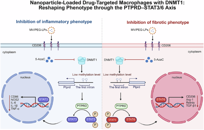 DNMT1-targeted macrophages delivering drug-loaded nanoparticles attenuate heart allograft fibrosis via PTPRD-STAT3/6 axis