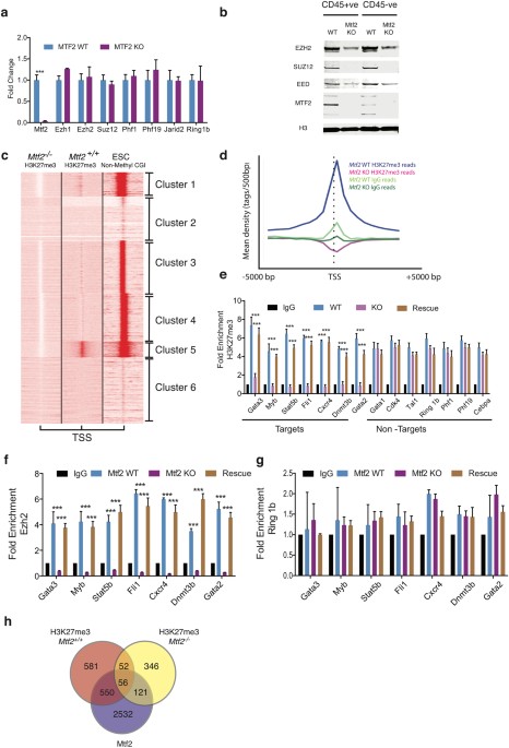 Mtf2-PRC2 control of canonical Wnt signaling is required for definitive erythropoiesis | Cell