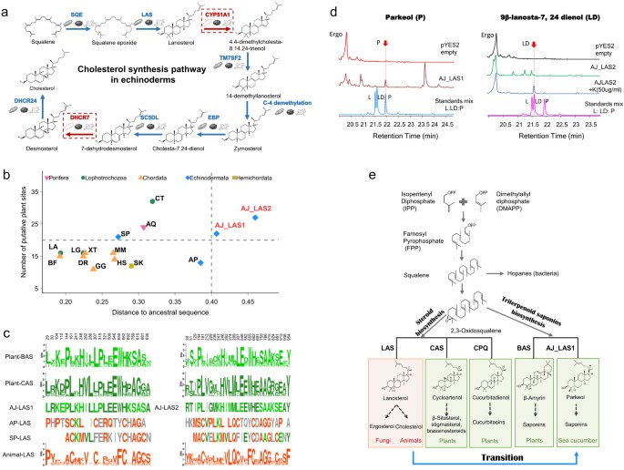 Saponins from Sea Cucumber and Their Biological Activities