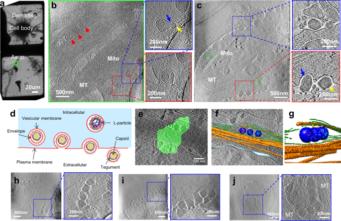 Biphasic Exocytosis Of Herpesvirus From Hippocampal Neurons And Mechanistic Implication To Membrane Fusion Cell Discovery Biphasic Exocytosis Of Herpesvirus From Hippocampal Neurons And Mechanistic Implication To Membrane Fusion Cell Discovery