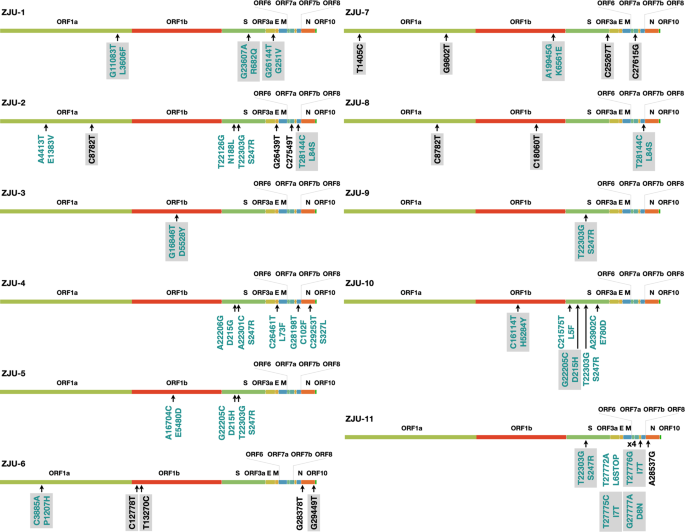 Patient Derived Sars Cov 2 Mutations Impact Viral Replication Dynamics And Infectivity In Vitro And With Clinical Implications In Vivo Cell Discovery Patient Derived Sars Cov 2 Mutations Impact Viral Replication Dynamics And Infectivity In Vitro And With Clinical Implications In Vivo Cell Discovery