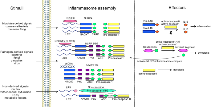 Inflammasome activation and regulation: toward a better understanding of complex mechanisms
