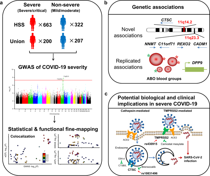 Genome Wide Association Study Of Covid 19 Severity Among The Chinese Population Cell Discovery