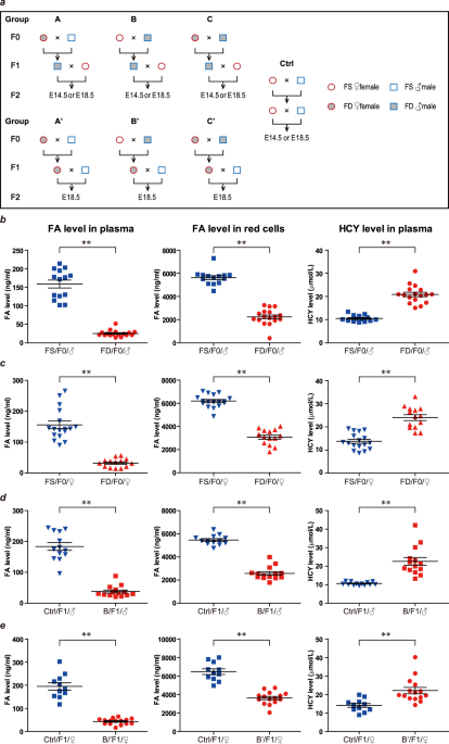 Parental folate deficiency induces birth defects in mice accompanied with increased de novo mutations