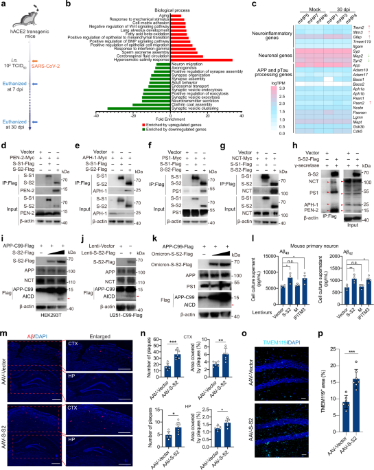 glutathione spike protein SARS-CoV-2 Spike protein S2 subunit modulates γ-secretase and enhances  amyloid-β production in COVID-19 neuropathy
