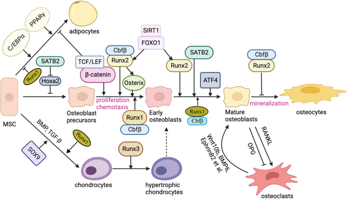 Cell signaling and transcriptional regulation of osteoblast lineage ...