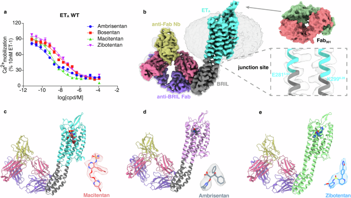 Structural basis of antagonist selectivity in endothelin receptors ...