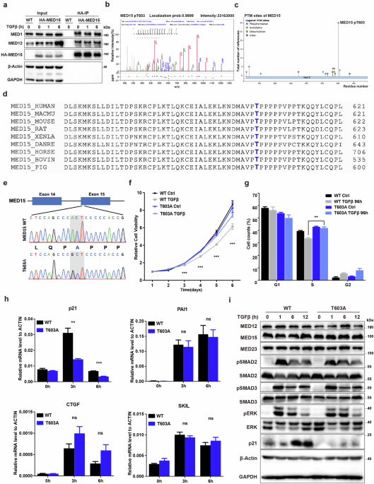 A phosphorylation switch in the Mediator MED15 controls cellular ...