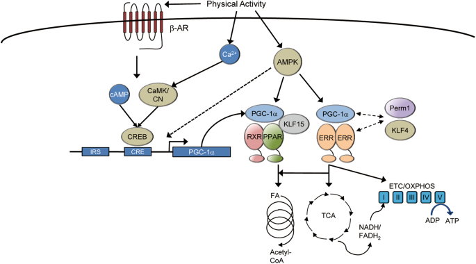 Skeletal Muscle Mitochondrial Remodeling In Exercise And Diseases Cell Research