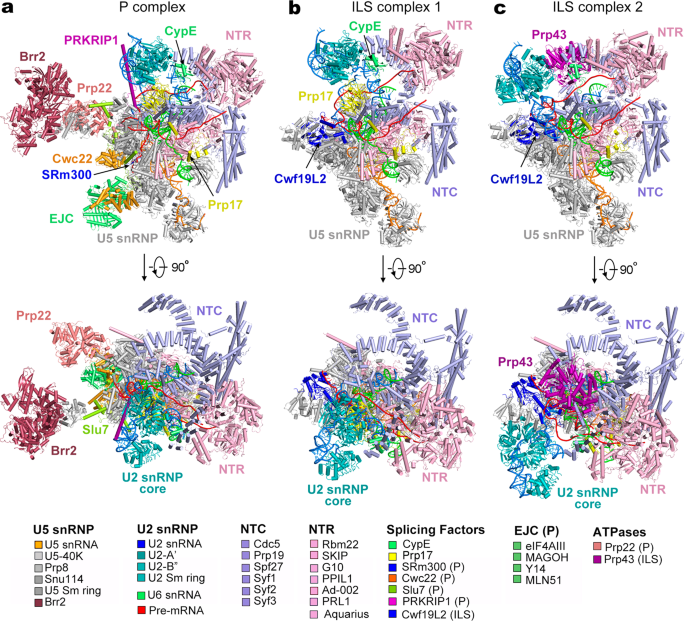 Structures Of The Human Spliceosomes Before And After Release Of The Ligated Exon Cell Research