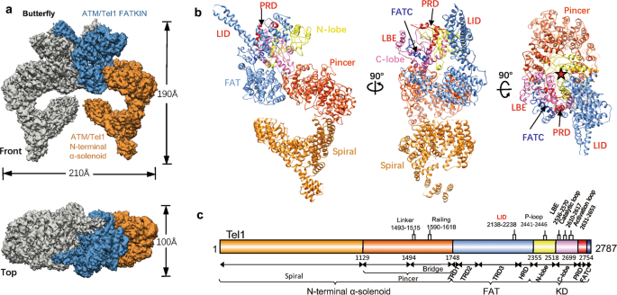 structural basis of allosteric regulation of tel1 atm kinase cell research