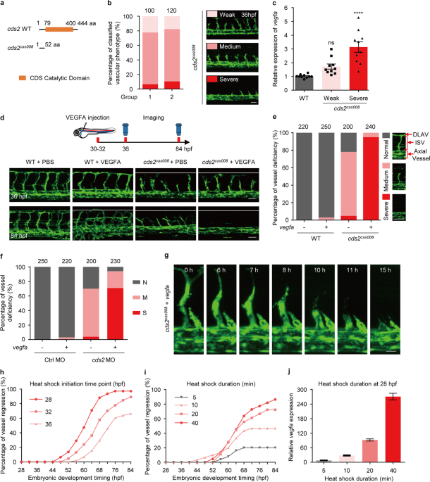 Endothelial cds2 deficiency causes vegfa-mediated vascular regression and tumor inhibition