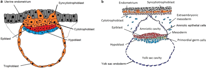 epiblast hypoblast
