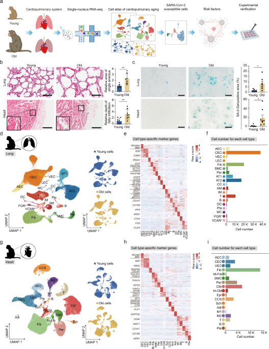 Single-cell transcriptomic atlas of primate cardiopulmonary aging | Cell  Research