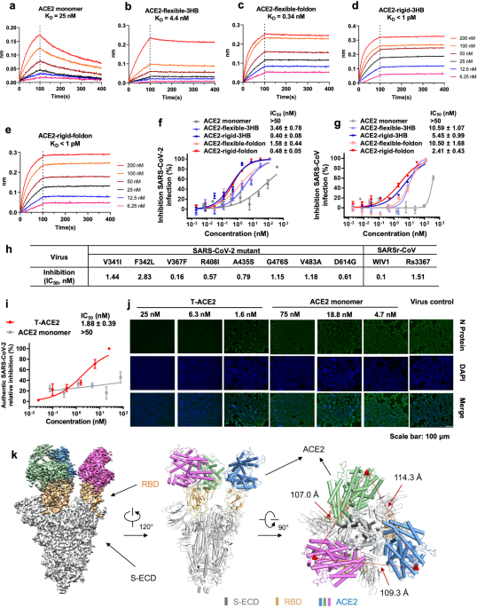 Engineered trimeric ace2 binds viral spike protein and locks it in “three-up” conformation to potently inhibit sars-cov-2 infection