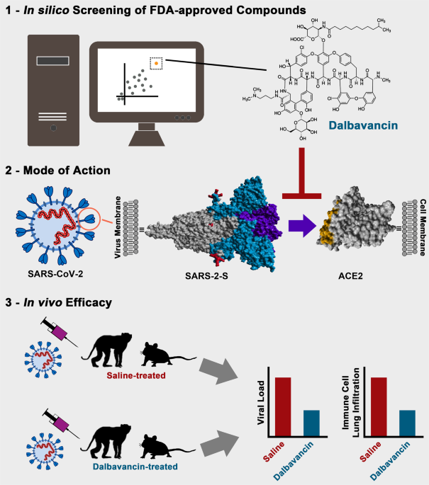 Dalbavancin Novel Candidate For Covid 19 Treatment Cell Research