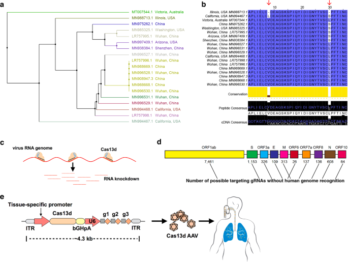 Virus Against Virus A Potential Treatment For 2019 Ncov Sars Cov