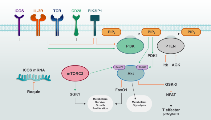 Signaling Networks In Immunometabolism Cell Research