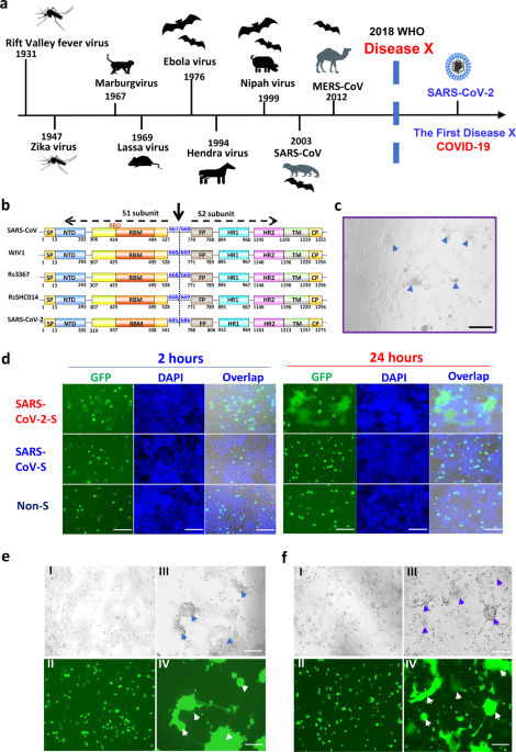 Inhibition of SARS-CoV-2 (previously 2019-nCoV) infection by a highly  potent pan-coronavirus fusion inhibitor targeting its spike protein that  harbors a high capacity to mediate membrane fusion
