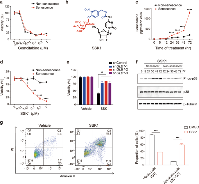 Elimination Of Senescent Cells By B Galactosidase Targeted Prodrug Attenuates Inflammation And Restores Physical Function In Aged Mice Cell Research