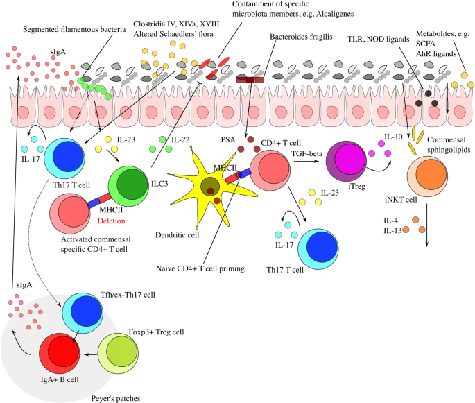 Involvement of sulfate groups in the immune cross-reactivity between