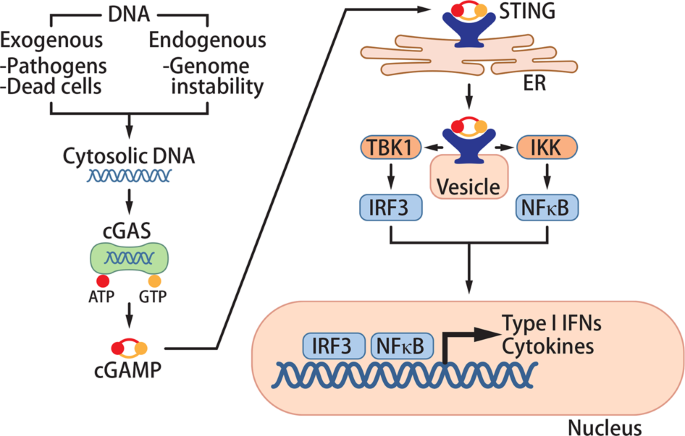 Old dogs, new trick: classic cancer therapies activate cgas
