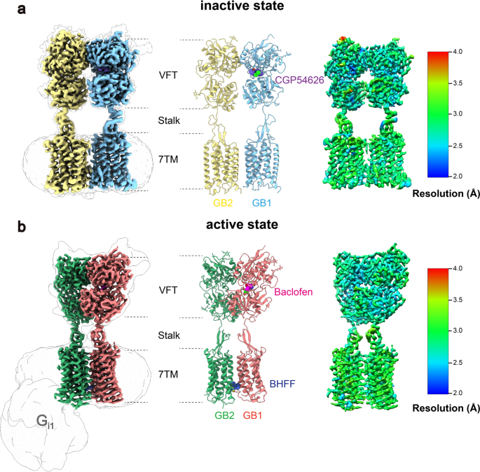 Cryo-em structures of inactive and active gabab receptor