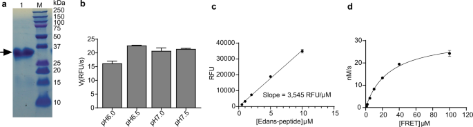 Boceprevir, GC-376, and calpain inhibitors II, XII inhibit SARS-CoV-2 viral replication by targeting the viral main protease