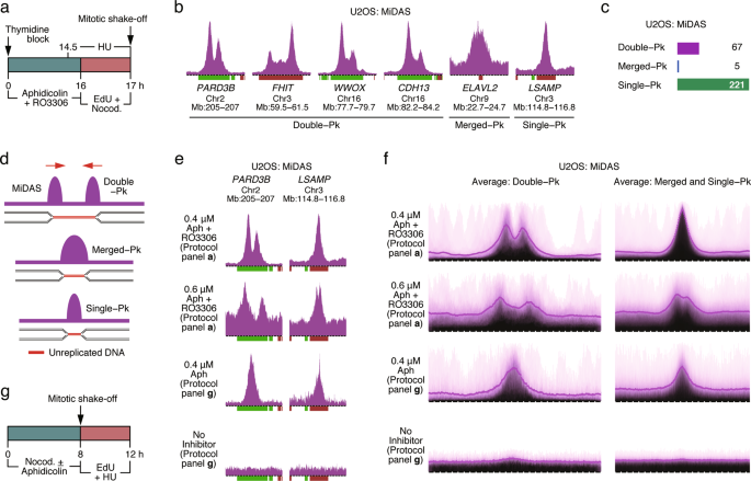 High-resolution mapping of mitotic dna synthesis regions and common fragile sites in the human genome through direct sequencing