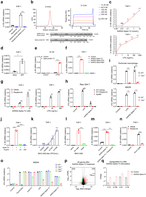 SARS-CoV-2 spike protein interacts with and activates TLR41