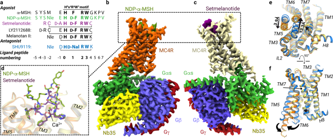 melanotan ii full agonist mc4 Structures of active melanocortin-4 receptor–Gs-protein complexes with  NDP-α-MSH and setmelanotide