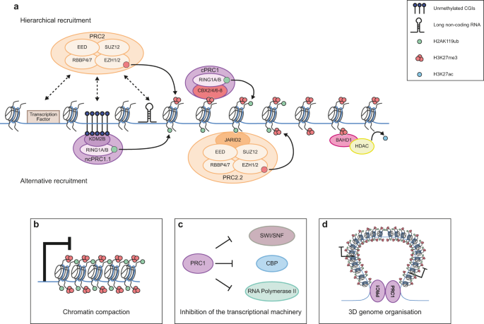 Noncanonical Functions of the Polycomb Group Protein EZH2 in Breast Cancer  - ScienceDirect