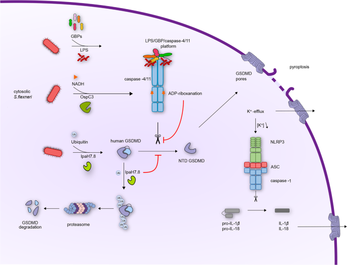 How To Dodge Pyroptosis Lessons From Shigella Flexneri Cell Research
