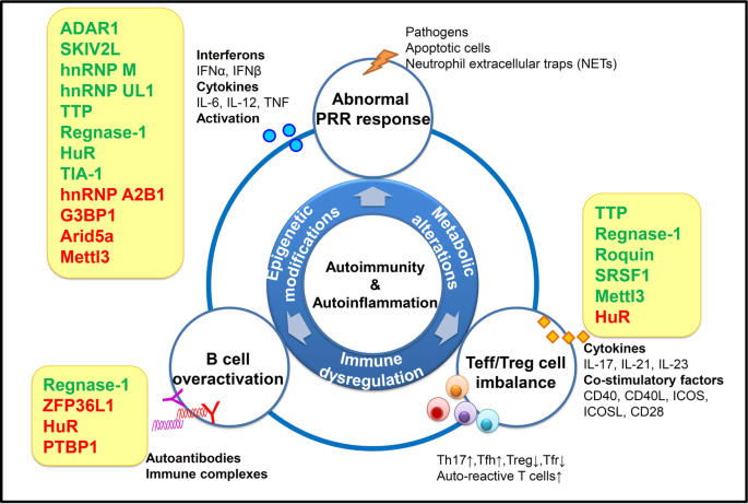 RBP–RNA interactions in the control of autoimmunity and autoinflammation |  Cell Research