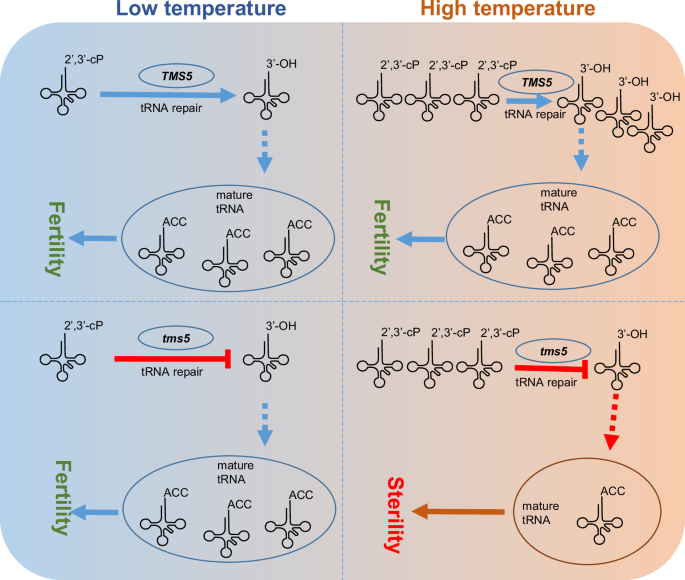 tRNA repair the key to thermosensitive male sterility in rice Cell