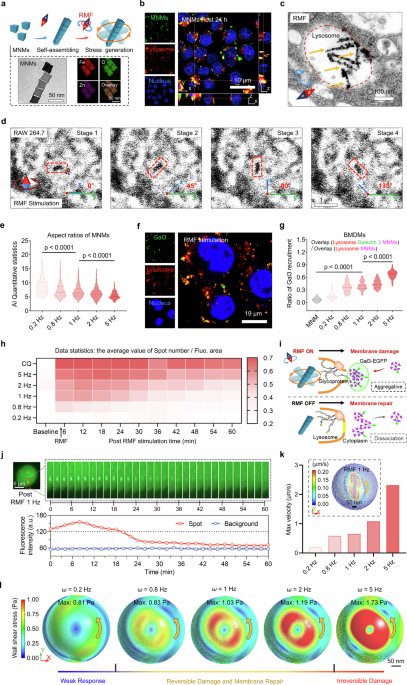 Dynamic magneto-mechanical force in lysosomes induces durable macrophage repolarization for antitumor immunity - Cell Research