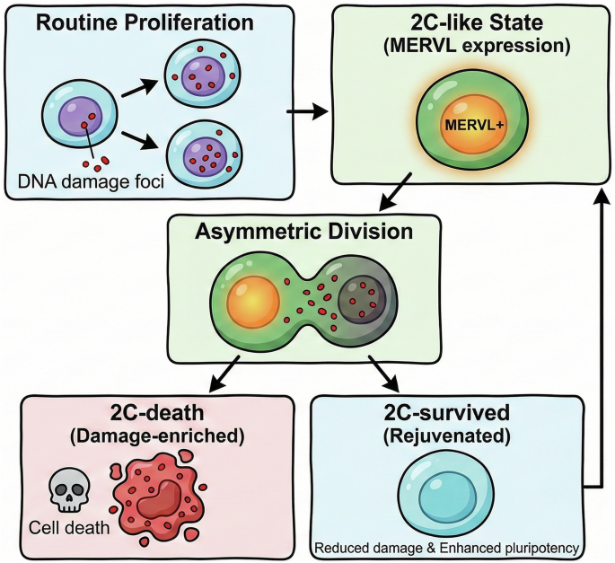 Asymmetric Cell Division Enables Rejuvenation in Mouse Embryonic Stem Cells