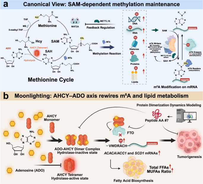 melanotan cycle A moonlighting function: the methionine cycle rewires RNA methylation