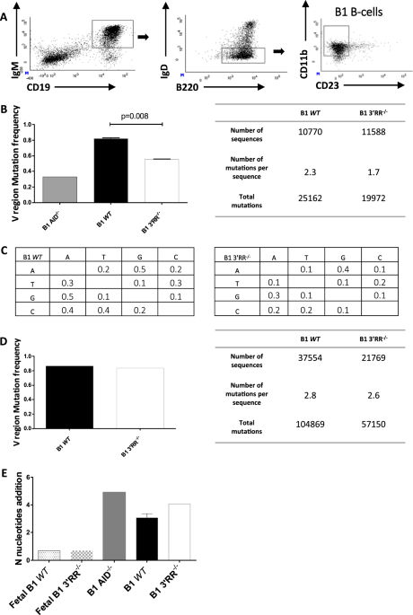 Deletion of the immunoglobulin heavy chain 3′ regulatory region super-enhancer affects somatic hypermutation in b1 b cells