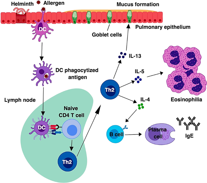 Picture of type 2 immune response