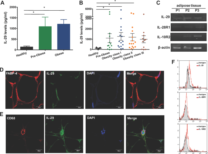 Il 29 Promoted Obesity Induced Inflammation And Insulin Resistance Cellular Molecular Immunology Il 29 Promoted Obesity Induced Inflammation And Insulin Resistance Cellular Molecular Immunology
