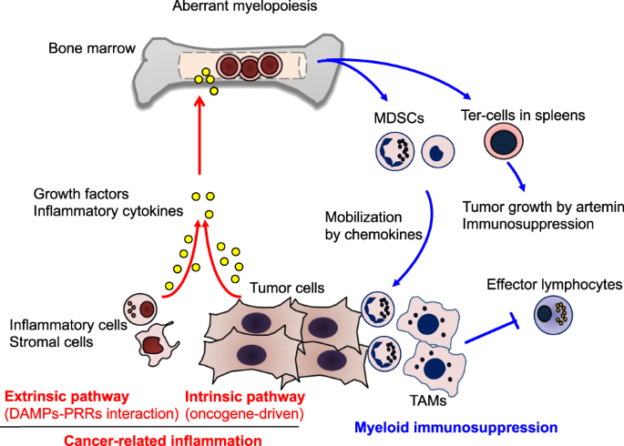 Modulation of myeloid and T cells in vivo by Bruton's tyrosine kinase  inhibitor ibrutinib in patients with metastatic pancreatic ductal  adenocarcinoma