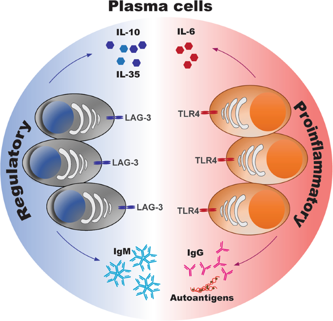 Cellular Therapy and Stem Cells for Blood Disorders

A type of differentiated B lymphocyte, plasma cells are responsible for producing antibodies to fight infections. Malfunction or overproduction of abnormal plasma cells can lead to hematologic malignancies such as multiple myeloma [6-10].